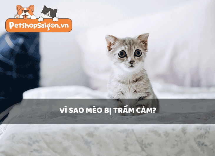 Vì sao mèo bị trầm cảm?