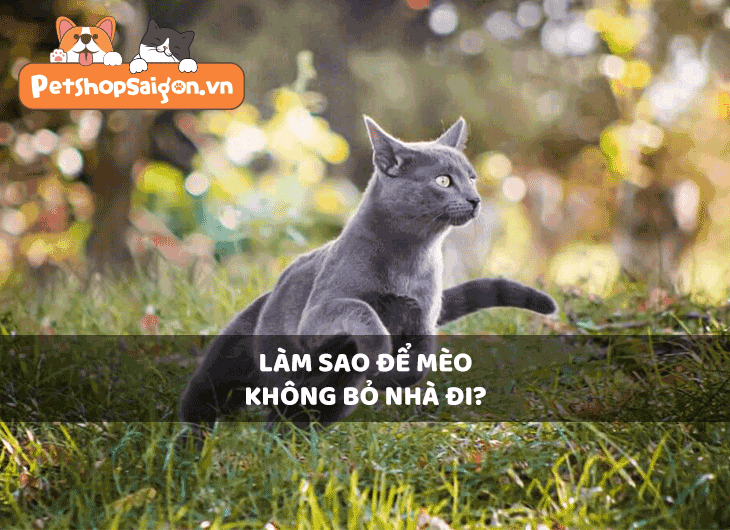 Làm sao để mèo không bỏ nhà đi?