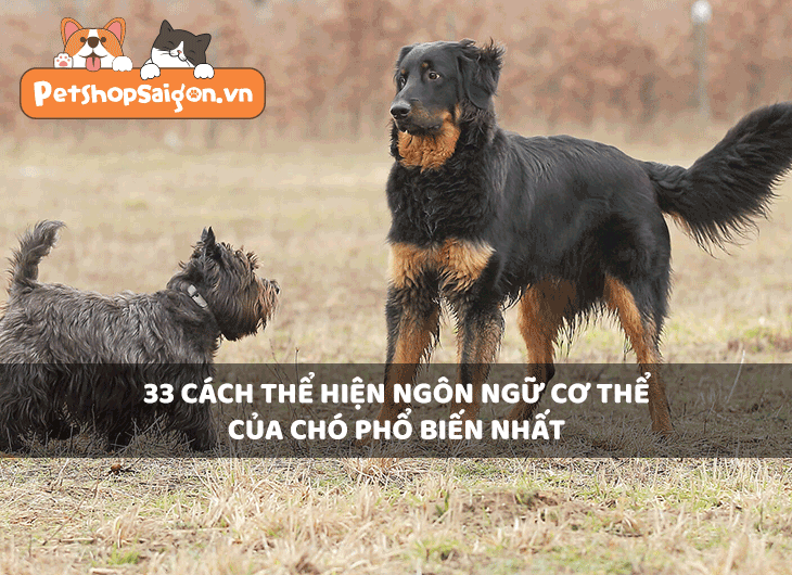 33 cách thể hiện ngôn ngữ cơ thể của chó phổ biến nhất