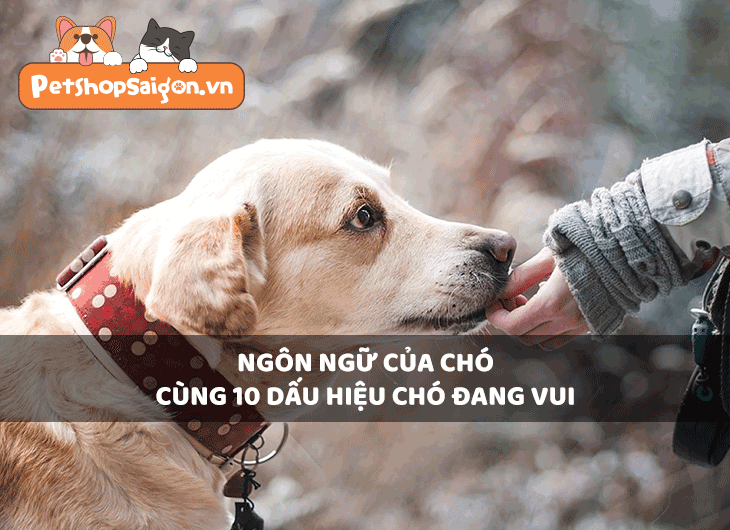Ngôn ngữ của chó cùng 10 dấu hiệu chó đang vui