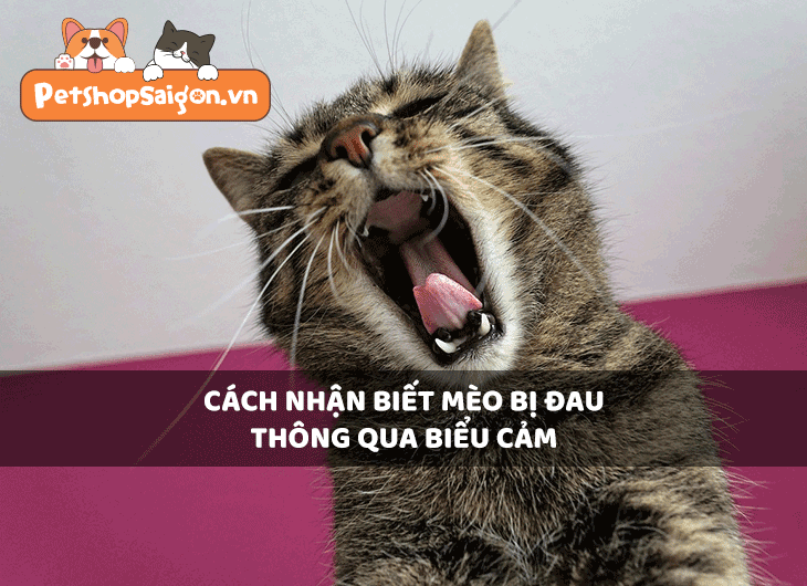 Cách nhận biết mèo bị đau thông qua biểu cảm