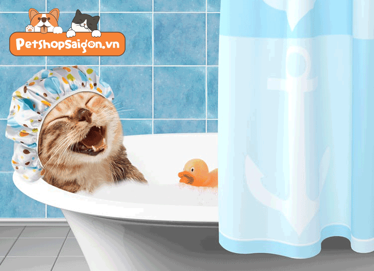 tắm cho mèo con
