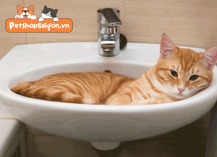 tắm cho mèo con