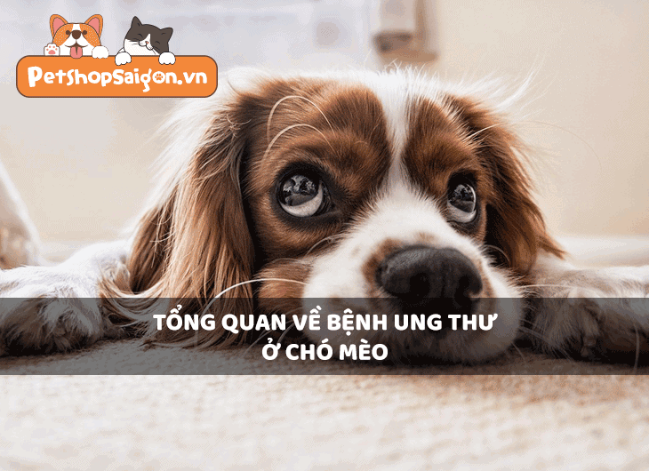 Tổng quan về bệnh ung thư ở chó mèo