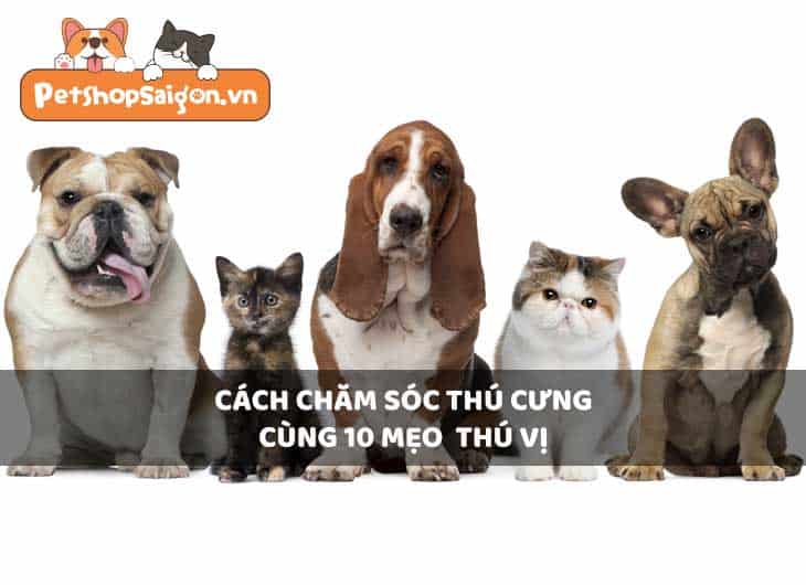 Cách chăm sóc thú cưng cùng 10 mẹo thú vị