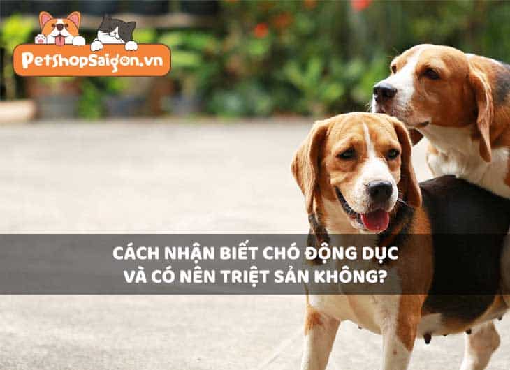 Cách nhận biết chó động dục và có nên triệt sản không?