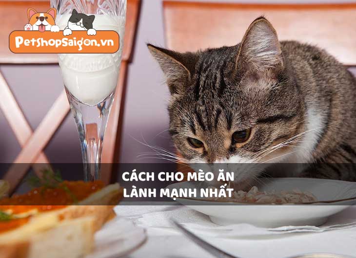 Cách cho mèo ăn lành mạnh nhất