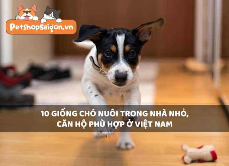 Top 10 giống chó nuôi trong nhà nhỏ, căn hộ phù hợp ở Việt Nam