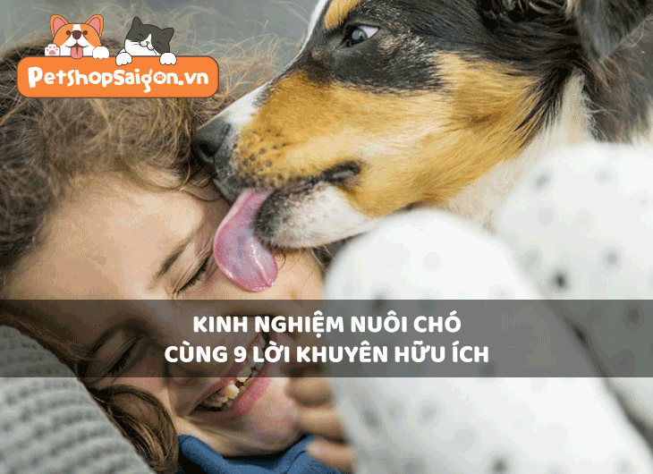 Kinh nghiệm nuôi chó cùng 9 lời khuyên hữu ích