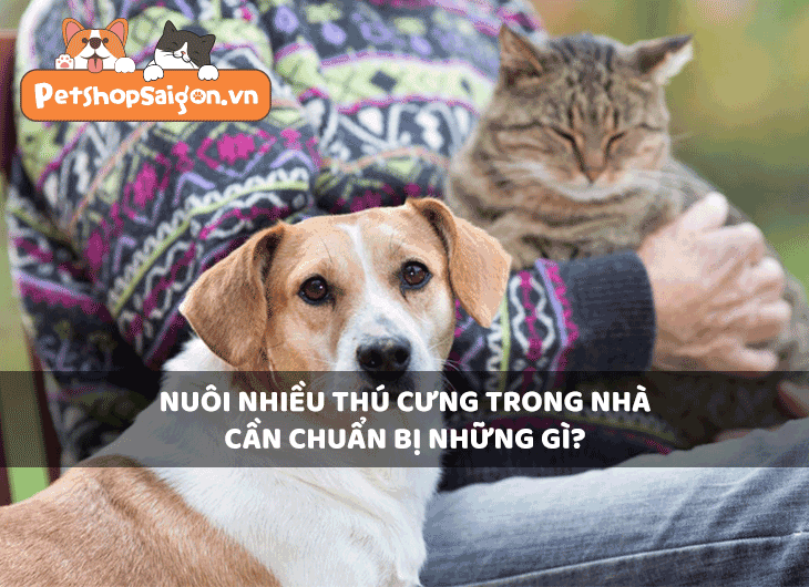 Nuôi nhiều thú cưng trong nhà cần chuẩn bị những gì?