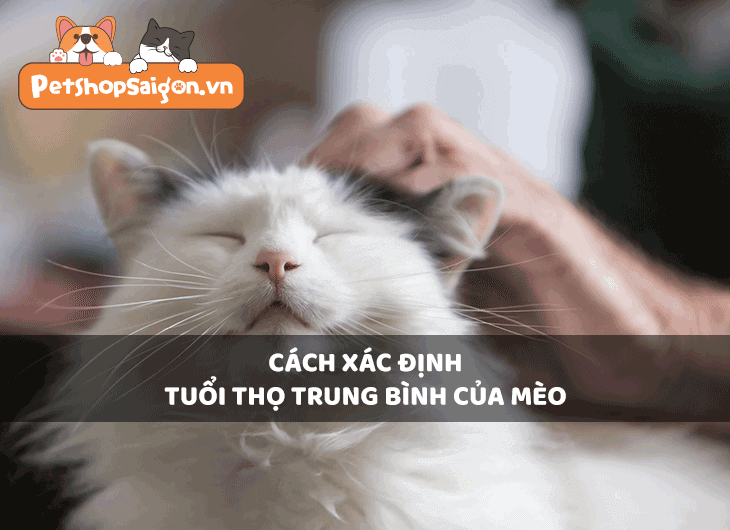 Cách xác định tuổi thọ trung bình của mèo