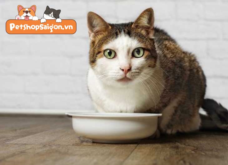 Cách làm pate gan cho mèo bổ rẻ, dễ làm và thơm ngon tại nhà