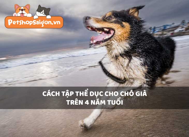 Cách tập thể dục cho chó già trên 4 năm tuổi