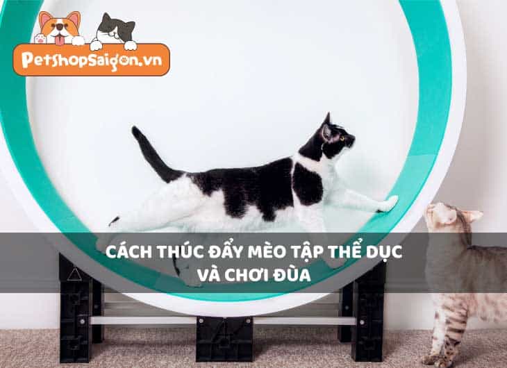 Cách thúc đẩy mèo tập thể dục và chơi đùa