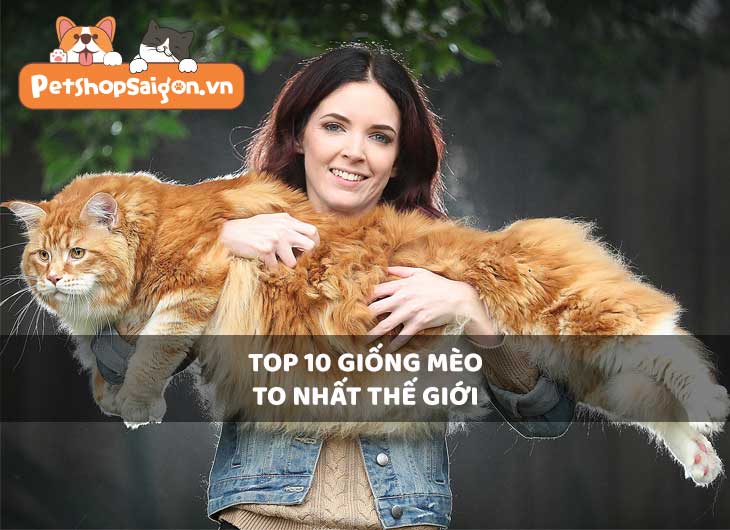 Top 10 giống mèo to nhất thế giới