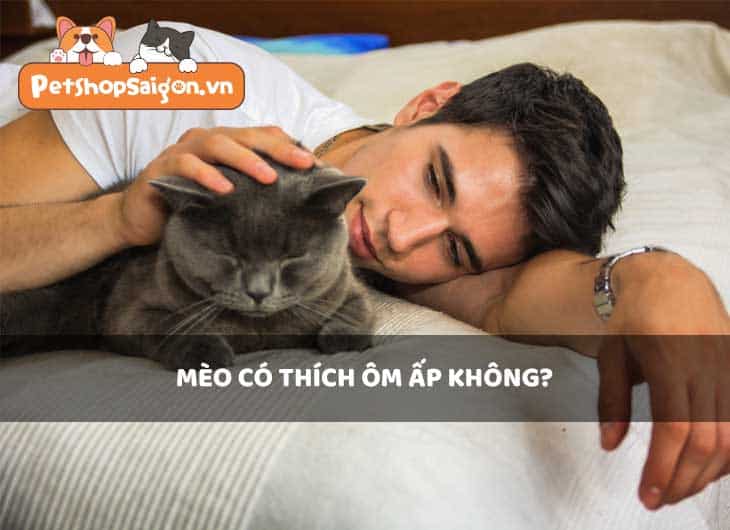 Mèo có thích ôm ấp không?