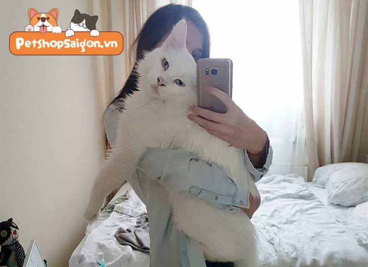 Mèo có thích ôm ấp không?