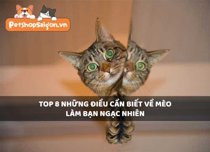 Top 8 những điều cần biết về mèo làm bạn ngạc nhiên