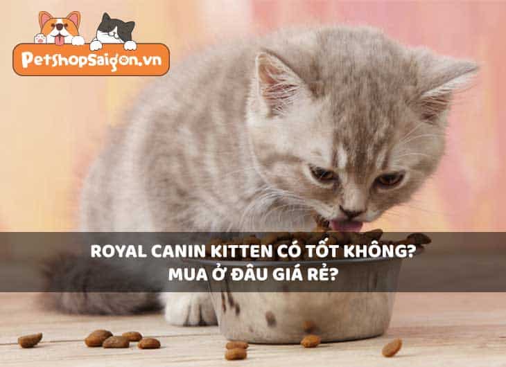Royal Canin Kitten có tốt không? Thức ăn cho mèo mua ở đâu giá rẻ?