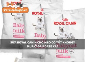 Sữa Royal Canin cho mèo có tốt không? Mua ở đâu date xa?