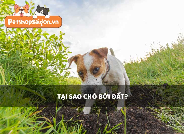 Tại sao chó bới đất, đào đất?