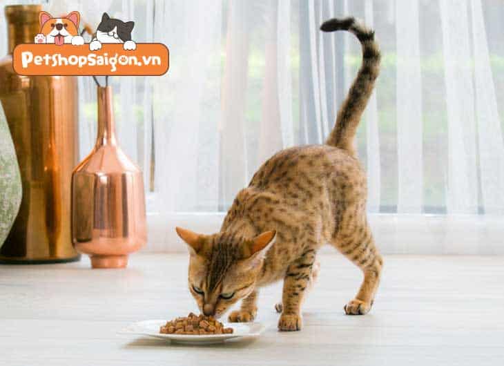 thức ăn cho mèo catsrang