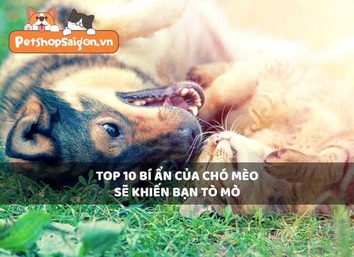 Top 10 bí ẩn của chó mèo sẽ khiến bạn tò mò