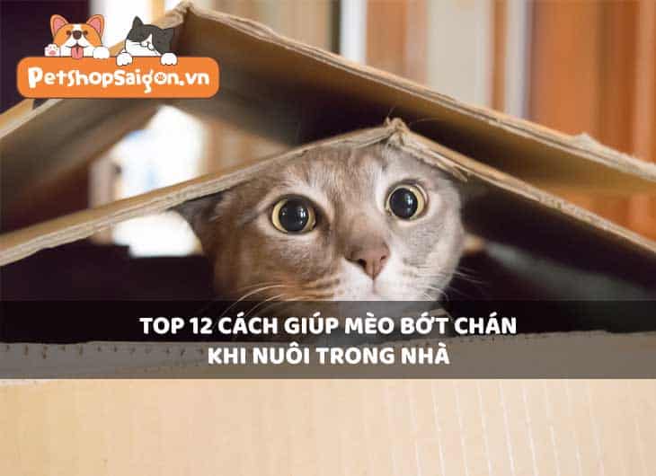 Top 11 cách giúp mèo bớt chán khi nuôi trong nhà