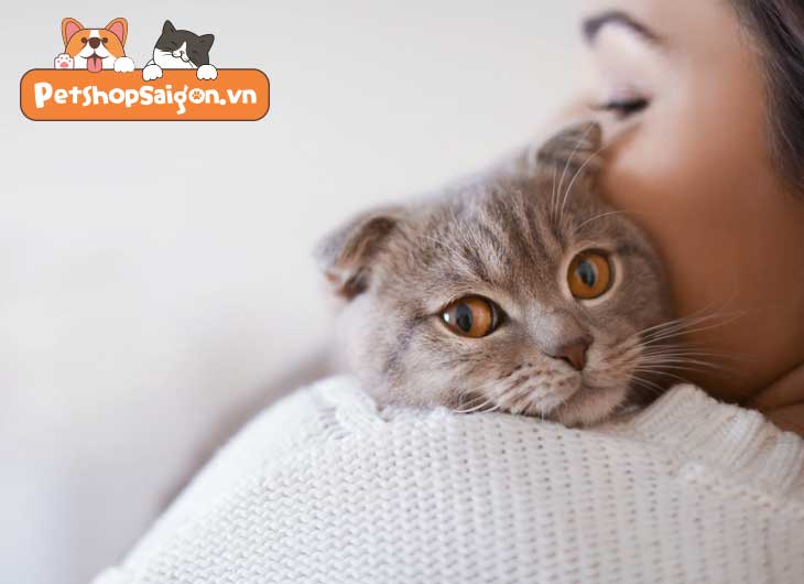top 12 cách giúp mèo bớt chán khi nuôi trong nhà