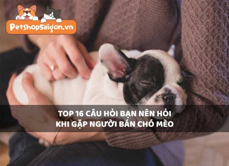 Top 16 câu hỏi bạn nên hỏi khi gặp người bán chó mèo