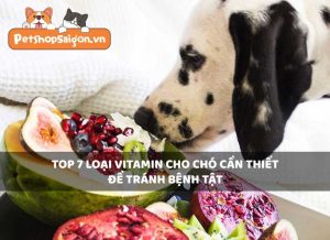 Top 7 loại vitamin cho chó cần thiết để tránh bệnh tật
