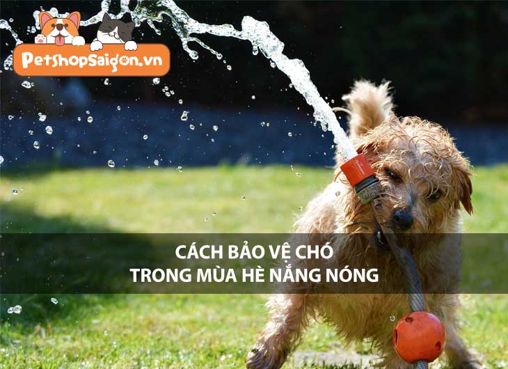 Cách bảo vệ chó trong mùa hè nắng nóng