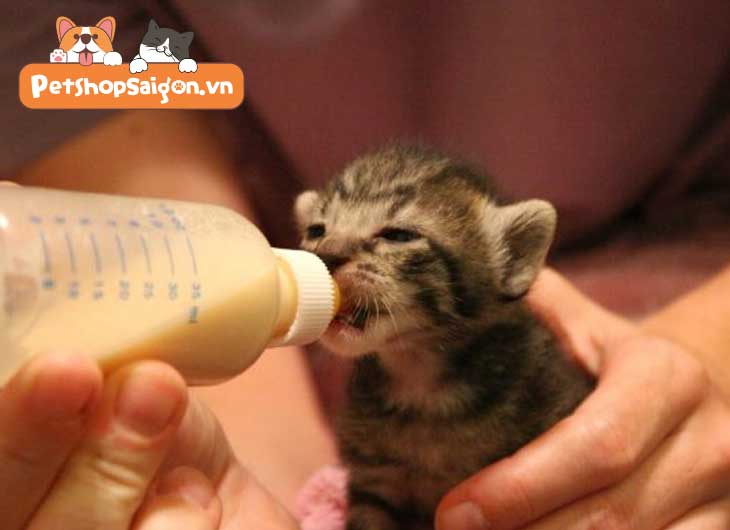 Cách cho mèo con uống sữa không hại phổi | 
