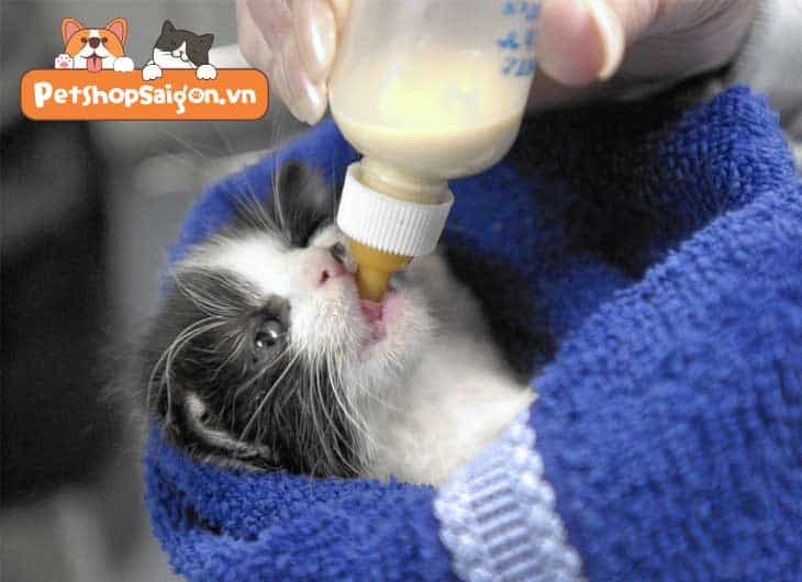 cách cho mèo con uống sữa