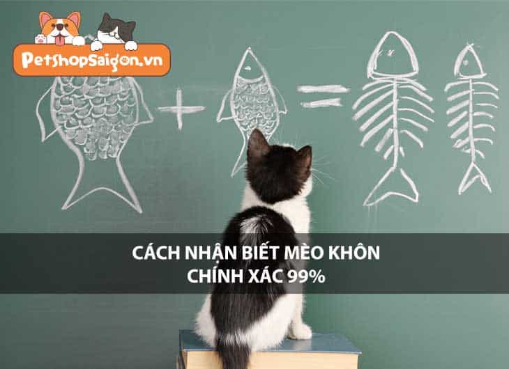 Cách nhận biết mèo khôn chính xác 99%