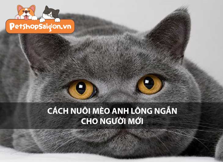 Cách nuôi mèo Anh lông ngắn cho người mới