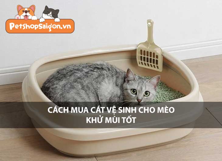 Cách mua cát vệ sinh cho mèo khử mùi tốt