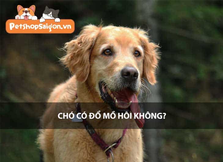 Chó có đổ mồ hôi không?