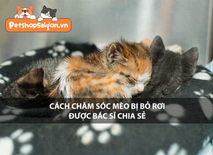 Cách chăm sóc mèo bị bỏ rơi được các bác sĩ chia sẻ