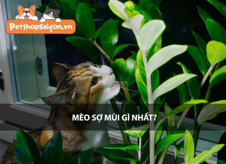 Mèo sợ mùi gì nhất?