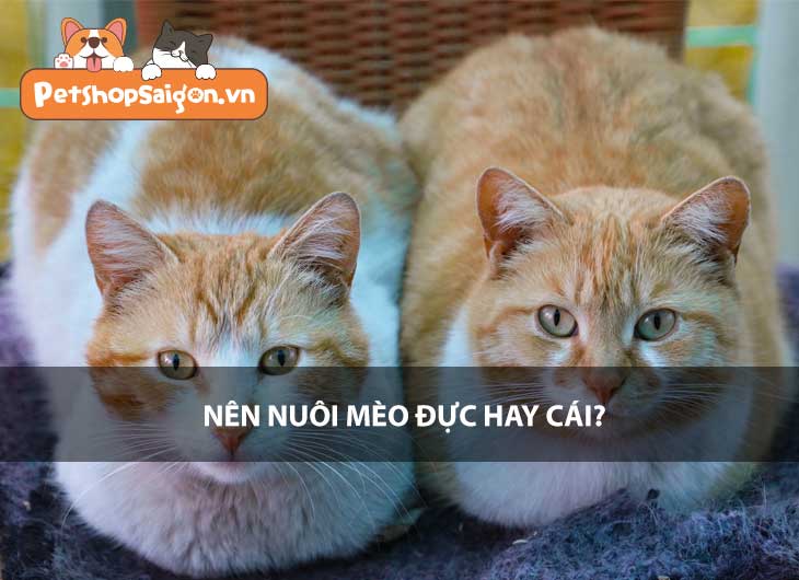 Nên nuôi mèo đực hay cái?