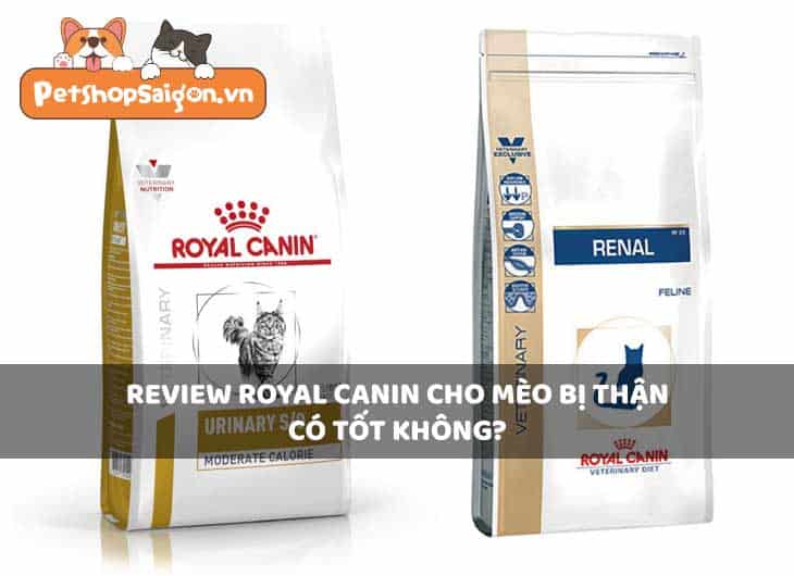 Review Royal Canin cho mèo bị thận có tốt không?