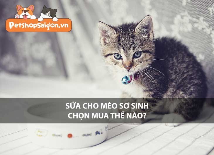 Sữa cho mèo sơ sinh chọn mua thế nào?