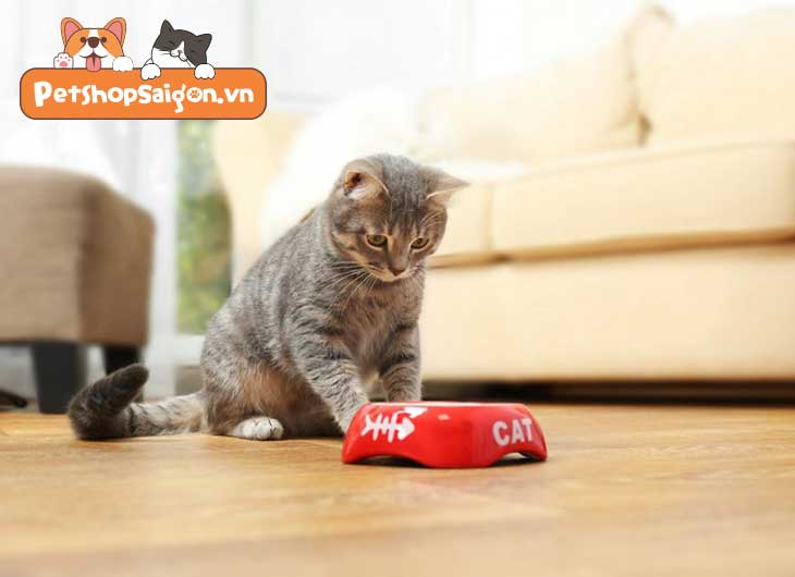 triệt sản cho mèo cái
