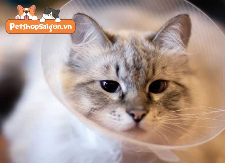triệt sản cho mèo cái