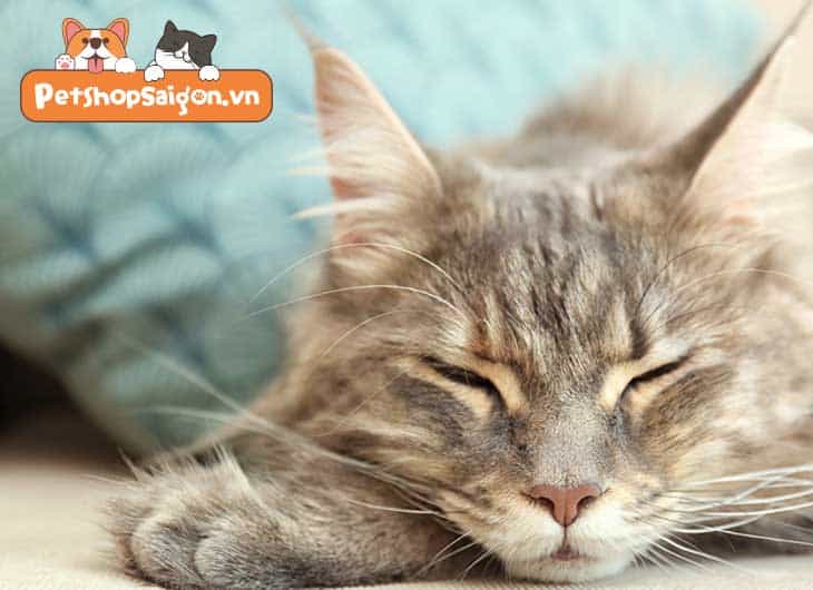 triệt sản cho mèo cái