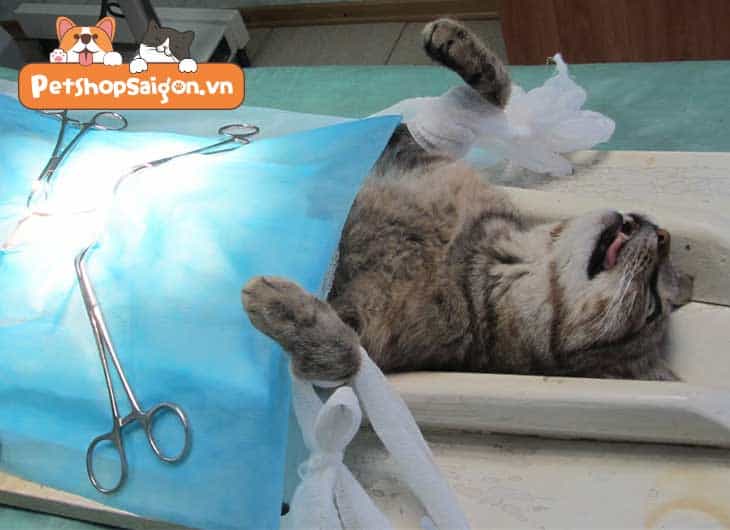 triệt sản cho mèo cái