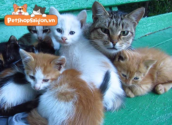 triệt sản cho mèo cái