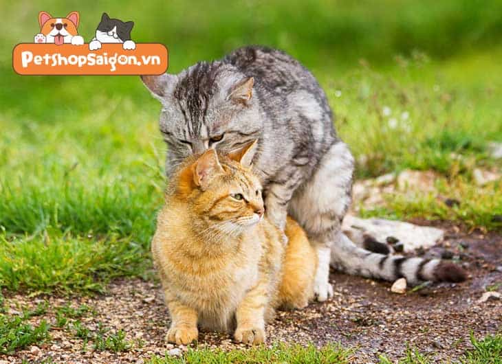 triệt sản cho mèo cái