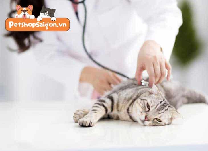 triệt sản cho mèo cái